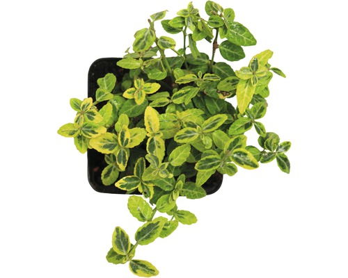 Salbă moale în ghiveci cu frunze galben-verzui