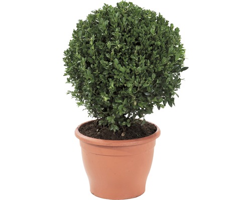 Buxus Sempervirens rotund/ Cimișir sub formă de bilă, H 25-28 cm, în container Buxus artificial în ghiveci
