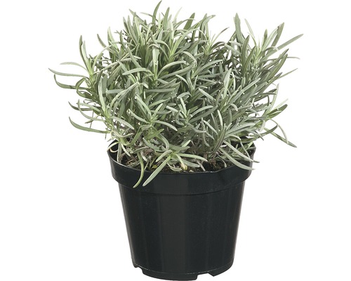 Lavandă FloraSelf Lavandula angustifolia ghiveci H 40-60 cm Ø 18 cm Lavandă FloraSelf Lavandula angustifolia ghiveci H 40-60 cm Ø 18 cm