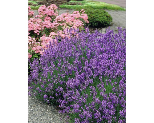 Prim-plan cu arbuști de lavandă în grădină