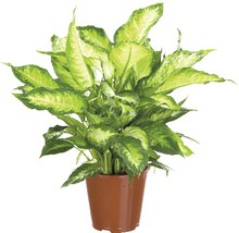 FloraSelf Dieffenbachia maculata 'Camilla' H 50-60 ghiveci Ø 17 cm