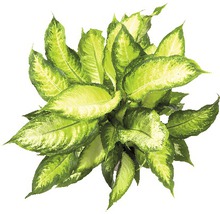 Plantă de interior Dieffenbachia cu frunze verzi