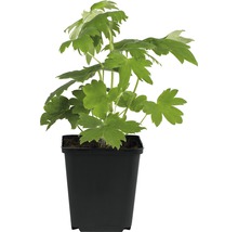 Floare de acvilegia într-un ghiveci negru.