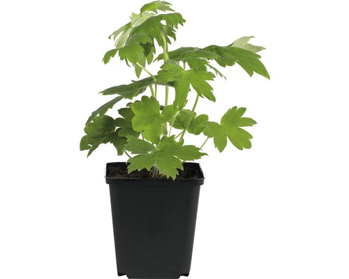 Floare de acvilegia într-un ghiveci negru.