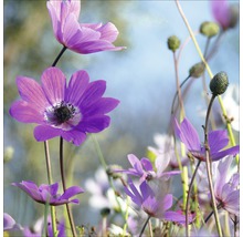 Tablou sticlă Purple Flowers I 20x20 cm