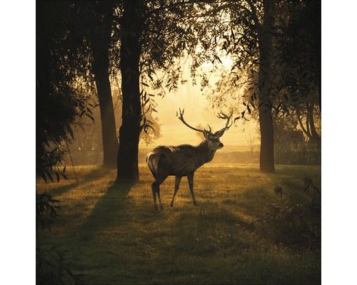 Tablou sticlă Deer & Sun 50x50 cm