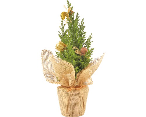 Chiparos în ghiveci FloraSelf Chamaecyparis lawsoniana 'Ellwoodii' H 30-35 cm bej