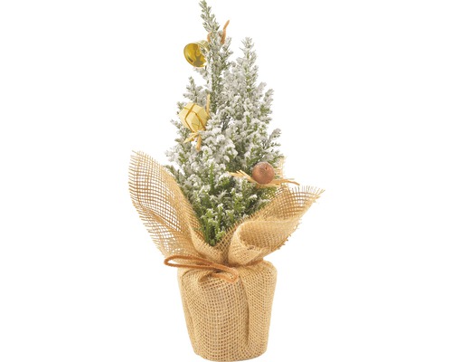 Chiparos în ghiveci Chamaecyparis lawsoniana 'Ellwoodii' H 30-35 cm Co 0,5 L Brad decorativ de Crăciun cu sac de iută și decorațiuni