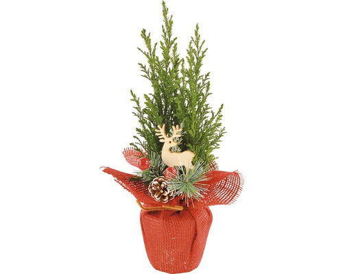 Chiparos în ghiveci FloraSelf Chamaecyparis lawsoniana 'Ellwoodii' H 30-35 cm roșu