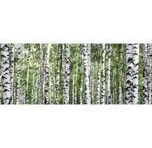 Pădure de mesteceni cu trunchiuri albe și frunze verzi