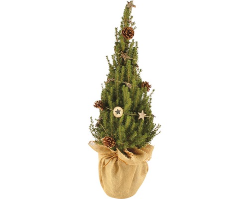 Molid FloraSelf Picea glauca Conica H 75-80 cm ghiveci Ø 19 cm Brad împodobit de Crăciun în sac de iută