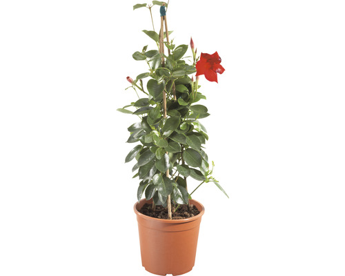 Iasomia braziliană FloraSelf Pyramide Dipladenia mandevilla H 50-60 cm ghiveci Ø 17 cm