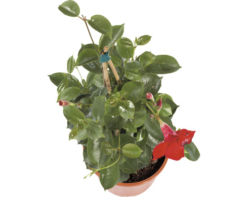 Dipladenia în ghiveci cu suport de cățărare