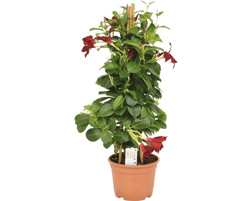 Dipladenia în ghiveci cu suport de cățărare