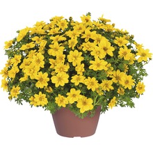 FloraSelf Bidens aurea ghiveci Ø 10,5