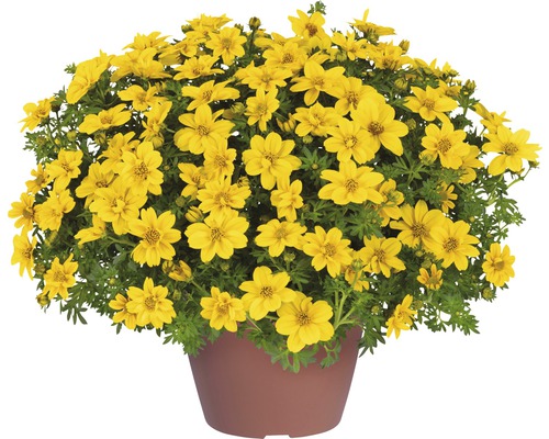 FloraSelf Bidens aurea ghiveci Ø 10,5