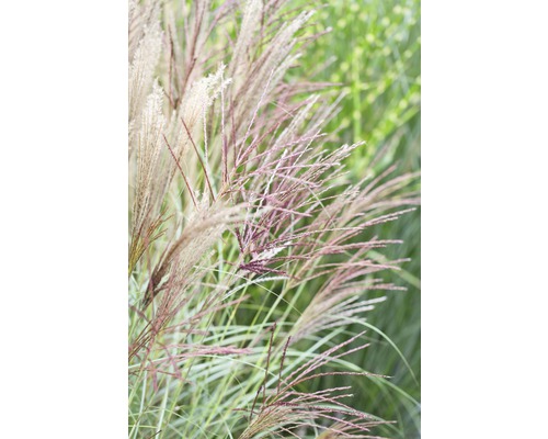 Iarba elefantului FloraSelf Miscanthus sinensis 'Kleine Silberspinne' H 20-100 cm Co 5 L Iarba elefantului FloraSelf Miscanthus sinensis 'Kleine Silberspinne' H 20-100 cm Co 5 L