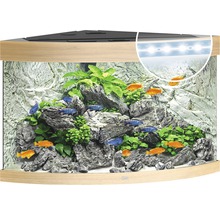 Acvariu de colț cu pești, plante și decor de roci, inclusiv iluminare