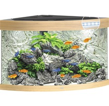 Acvariu de colț cu decor, plante și pești
