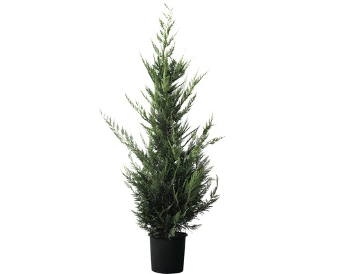 Chiparos în ghiveci