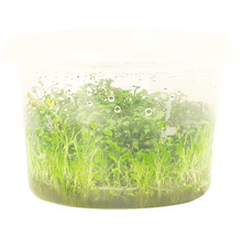 Plantă de acvariu în ambalaj transparent