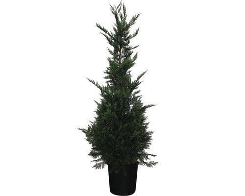 Chiparos în ghiveci pentru grădină