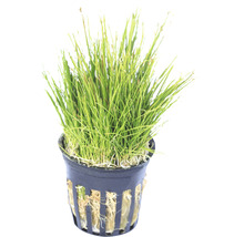 Plantă de acvariu în ghiveci
