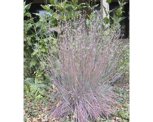 FloraSelf Schizachyrium scoparium 'Blue Heaven' H 20-30 cm ghiveci Ø 19 cm