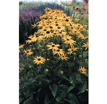 Grup de plante Rudbeckia în stratul de grădină