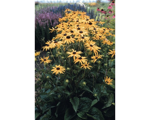 Grup de plante Rudbeckia în stratul de grădină
