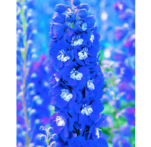 Delphinium cu flori albastre