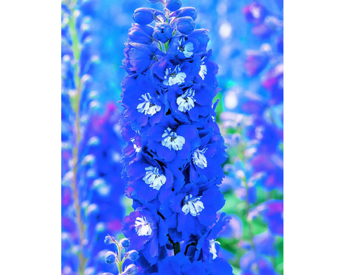 Delphinium cu flori albastre
