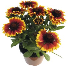 Ghiveci cu flori Rudbeckia