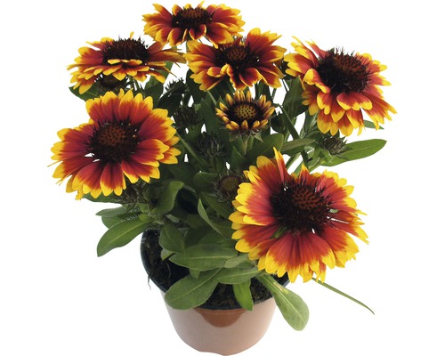 Ghiveci cu flori Rudbeckia