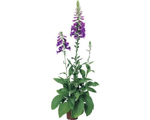 Plantă digitalis înflorită în ghiveci.