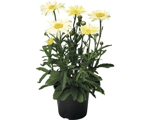 Tufă de margarete cu flori galbene în ghiveci negru