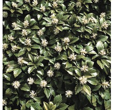 Prim-plan cu Pachysandra terminalis, o plantă acoperitoare de sol cu frunze verzi și flori albe