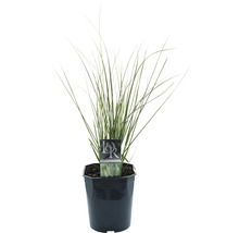 Iarbă de Pampas pitică FloraSelf Cortaderia selloana 'Pumila' H 15-100 cm Co 6 L