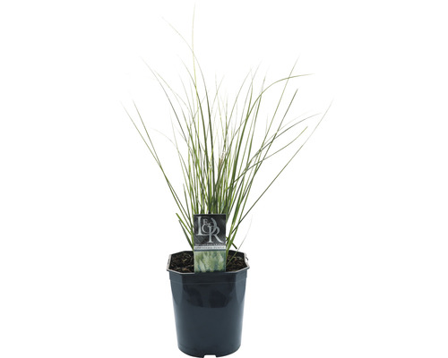 Iarbă de Pampas pitică FloraSelf Cortaderia selloana 'Pumila' H 15-100 cm Co 6 L Iarbă de Pampas pitică FloraSelf Cortaderia selloana 'Pumila' H 15-100 cm Co 6 L