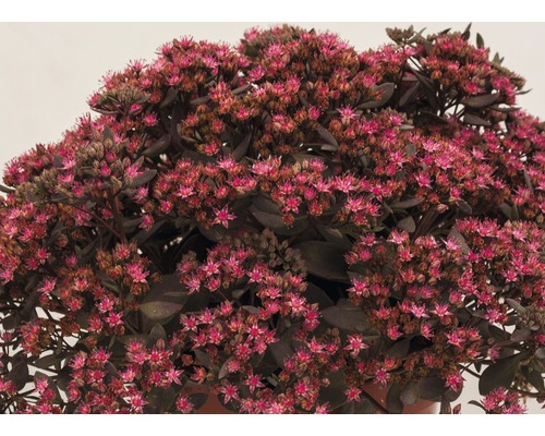 Sedum cu flori roz
