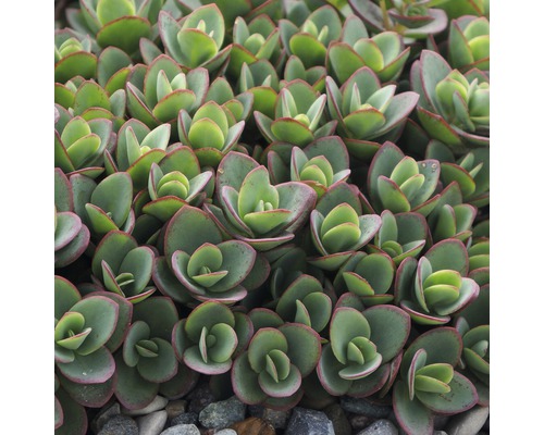 Sedum dens cu frunze rotunjite