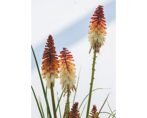 Crini torțe în grădină