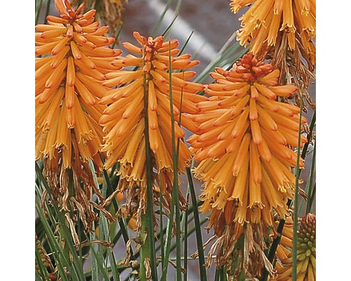 Crini de stepă cu flori portocalii