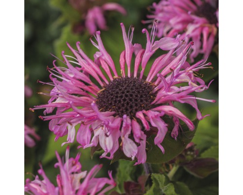 Prim-plan cu o floare Monarda