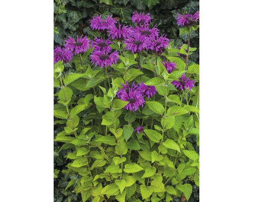 Plantă Monarda cu flori violete și frunze verzi