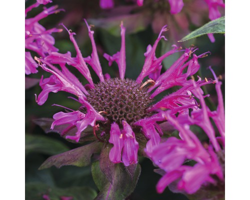 Prim-plan cu o plantă Monarda înflorită