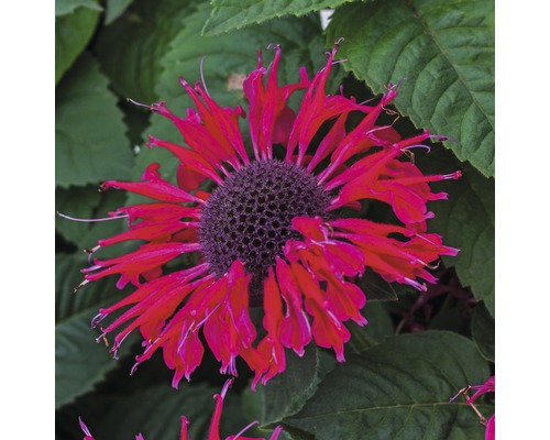 Plante perene FloraSelf H 35-45 cm Co 5 L