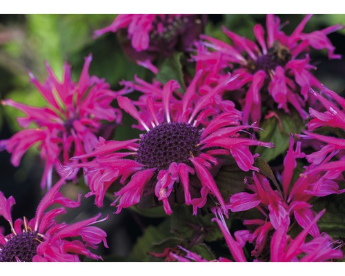 Prim-plan cu flori de Monarda în grădină.