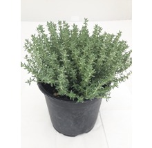 Plantă de cimbru în ghiveci