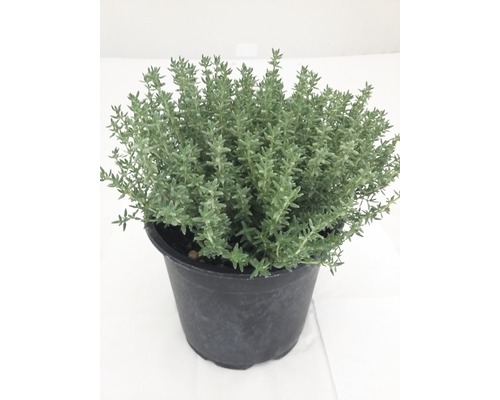 Cimbru FloraSelf Thymus vulgaris ghiveci Ø 14 cm